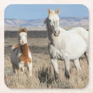 Wild Horses at Home in the Sandwash Basin Square Paper Coaster