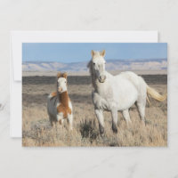 Wild Horses at Home in the Sandwash Basin
