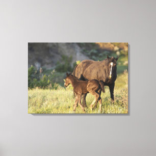 Wild Horses at Theodore Roosevelt National Park Canvas Print