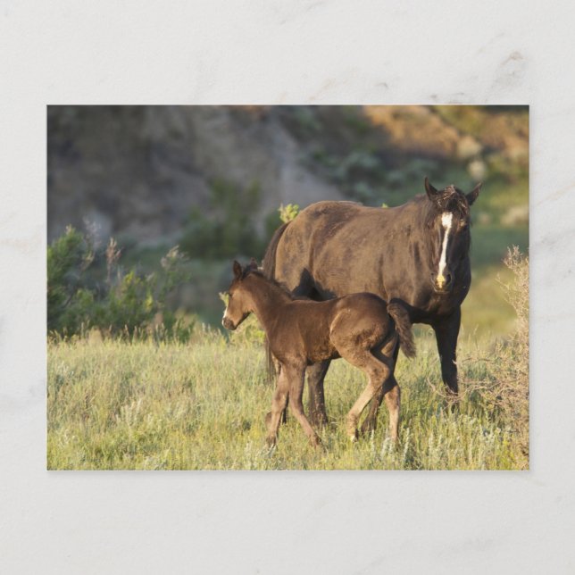 Wild Horses at Theodore Roosevelt National Park Postcard (Front)