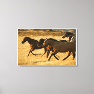 Wild horses canvas print