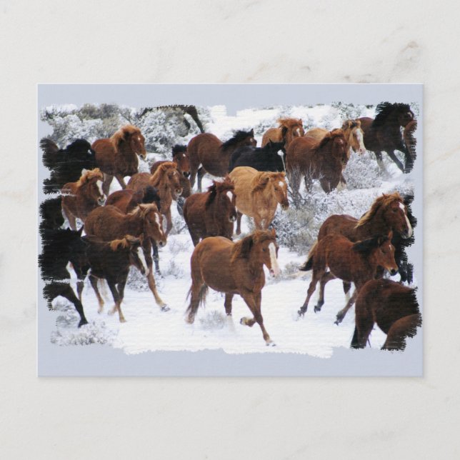 Wild Horses Driven Postcard (Front)