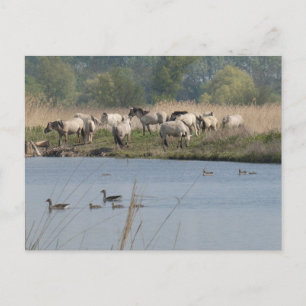 Wild Horses & Geese Family DIY Postcard
