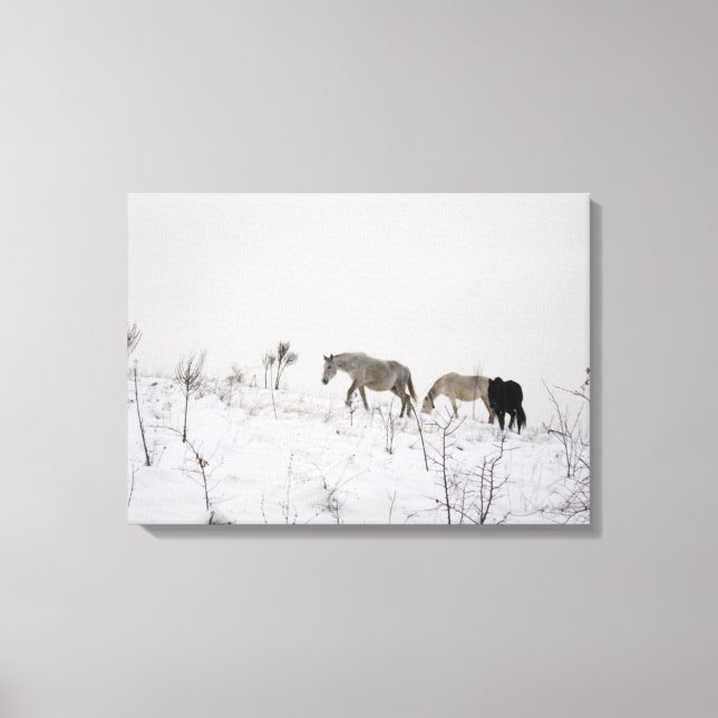 Wild Horses In Snow Single Canvas Print (Front)