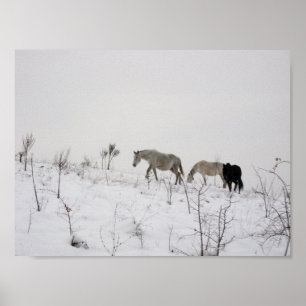 Wild Horses In Snow Value Poster Paper