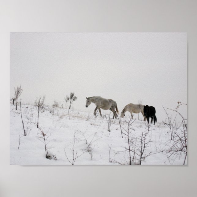Wild Horses In Snow Value Poster Paper (Front)