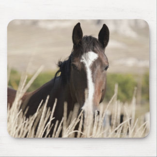 Wild horses in South Dakota Mouse Pad