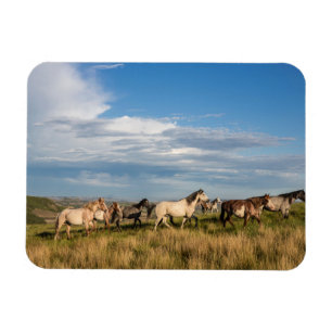 Wild Horses in Theodore Roosevelt National Park Magnet