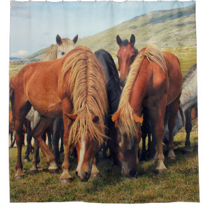 Wild Horses Livno Nature Scene