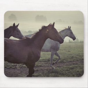Wild horses mouse pad