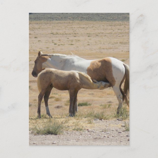 Wild Horses Nursing Without Text Postcard (Front)