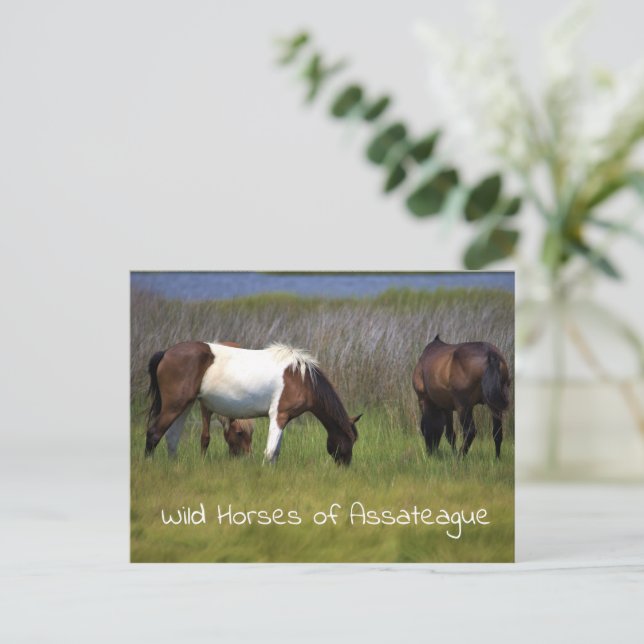 Wild Horses of Assateague  Postcard (Standing Front)
