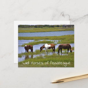 Wild Horses of Assateague Postcard