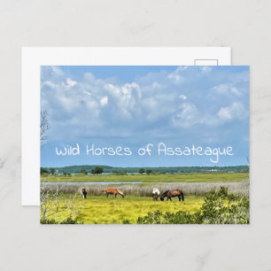 Wild Horses of Assateague  Postcard