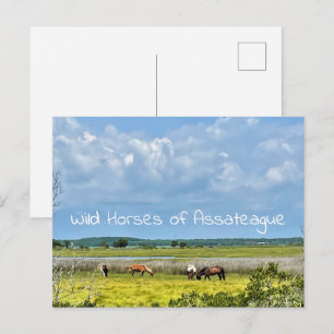 Wild Horses of Assateague Postcard