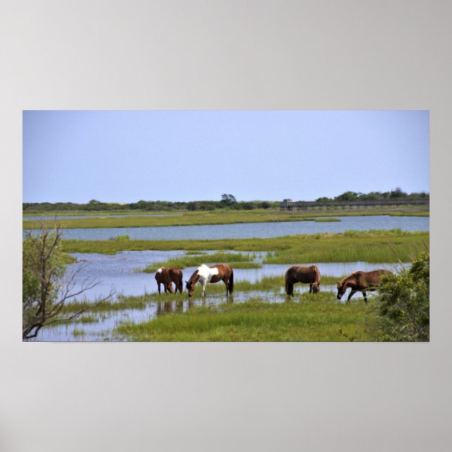 Wild Horses of Assateague  Poster (Front)