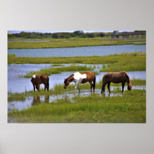 Wild Horses of Assateague  Poster