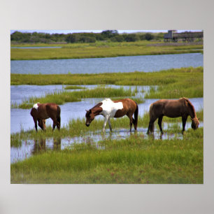 Wild Horses of Assateague Poster