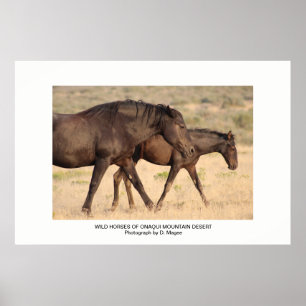 WILD HORSES OF ONAQUI MOUNTAINS OF UTAH POSTER