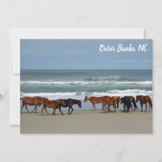 Wild Horses Outer Banks OBX Corolla NC Flat Card (Front)