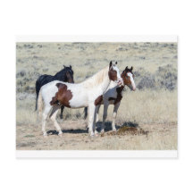WILD HORSES