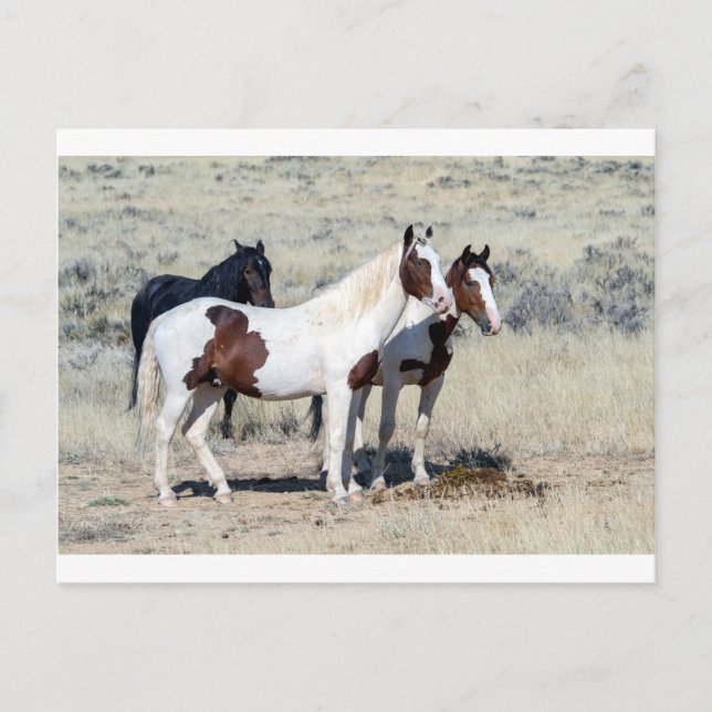 WILD HORSES POSTCARD (Front)