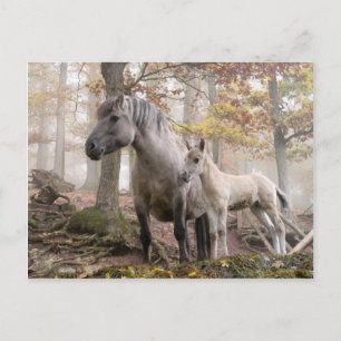 Wild Horses Postcard