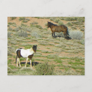 Wild Horses Postcard