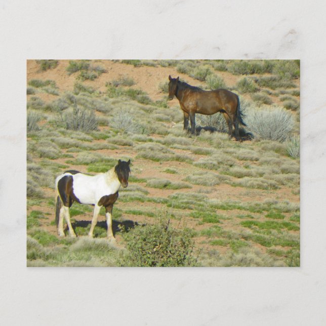 Wild Horses Postcard (Front)