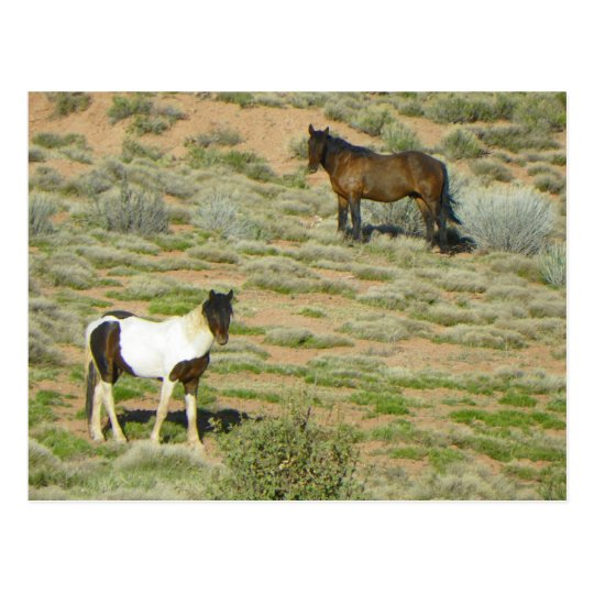 Wild Horses Postcard
