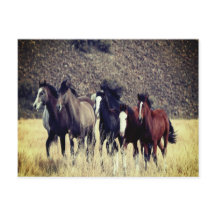 Wild Horses Postcard