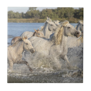 Wild Horses Running Through a River Tile
