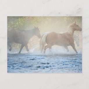 Wild horses running through water postcard