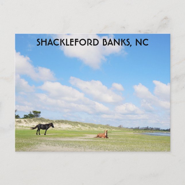 Wild Horses Shackleford Banks North Carolina Postcard (Front)