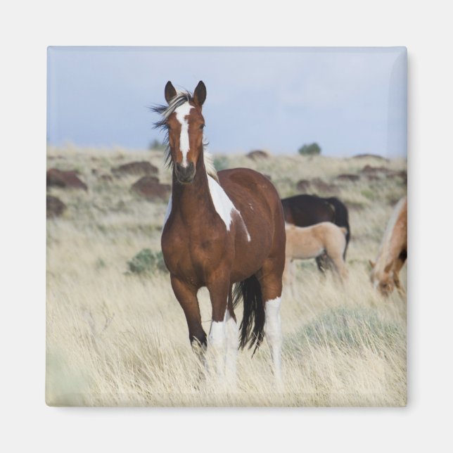 Wild Horses, Steens Mountains Magnet (Front)
