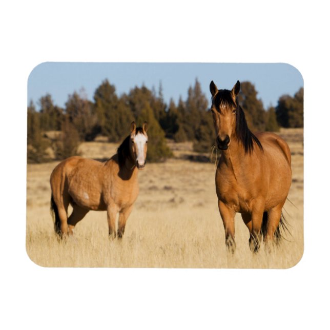 Wild Horses, Steens Mountains Magnet (Horizontal)