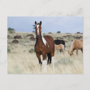 Wild Horses, Steens Mountains Postcard
