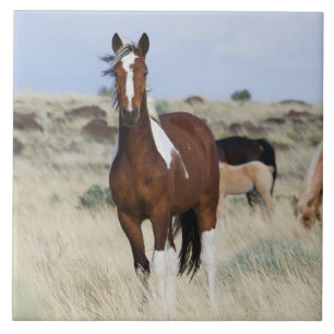 Wild Horses, Steens Mountains Tile