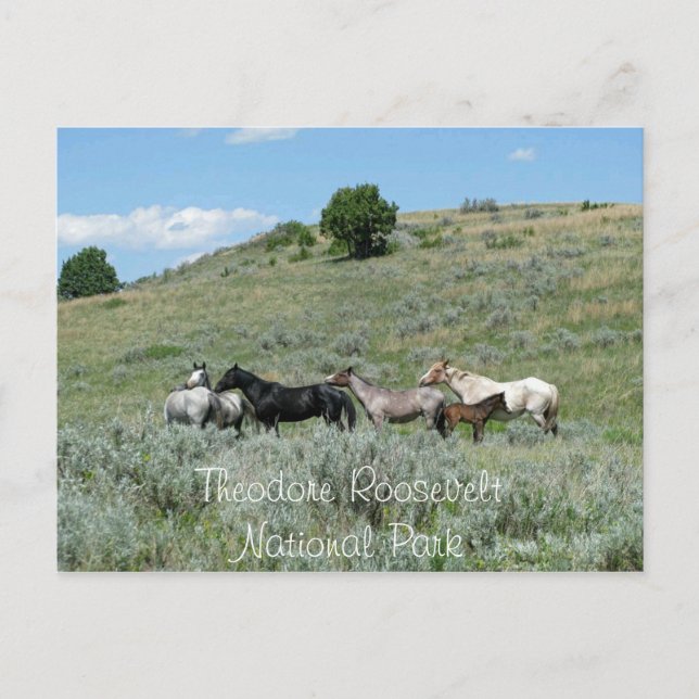 Wild Horses, Theodore Roosevelt NP, North Dakota Postcard (Front)