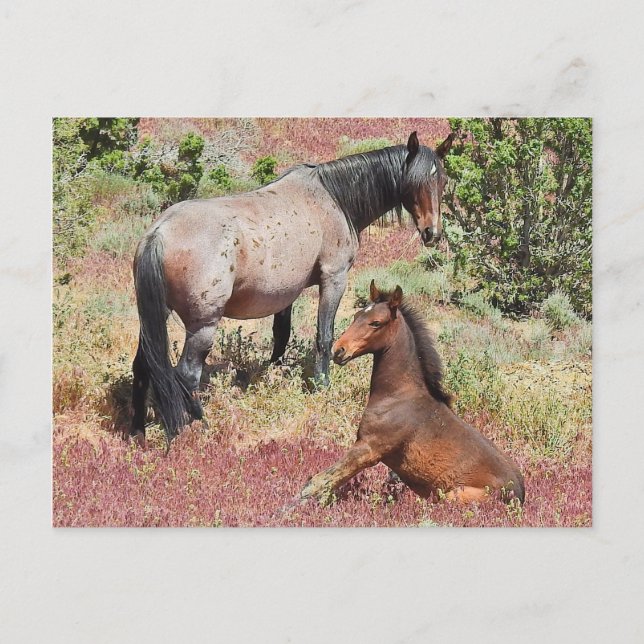 Wild horses, wildlife, postcard (Front)