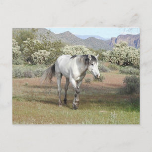 Wild horses, wildlife, postcard
