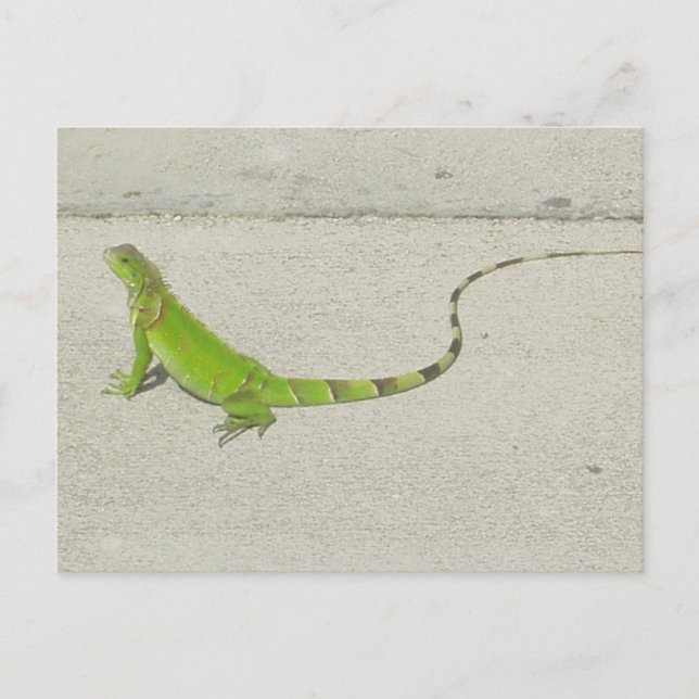 Wild Iguana Postcard (Front)