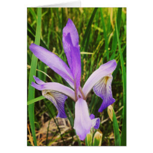 Wild Iris in the Brazos, New Mexico