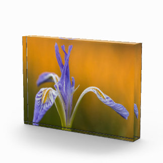 Wild Iris Wildflower in Alpenglow Reflection Photo Block