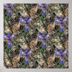 Wild Irises in  the woods... Poster
