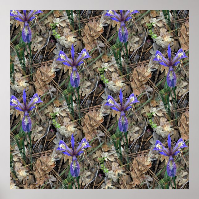 Wild Irises in  the woods... Poster (Front)