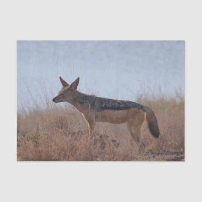 Wild Jackal  Tissue Paper (Front)