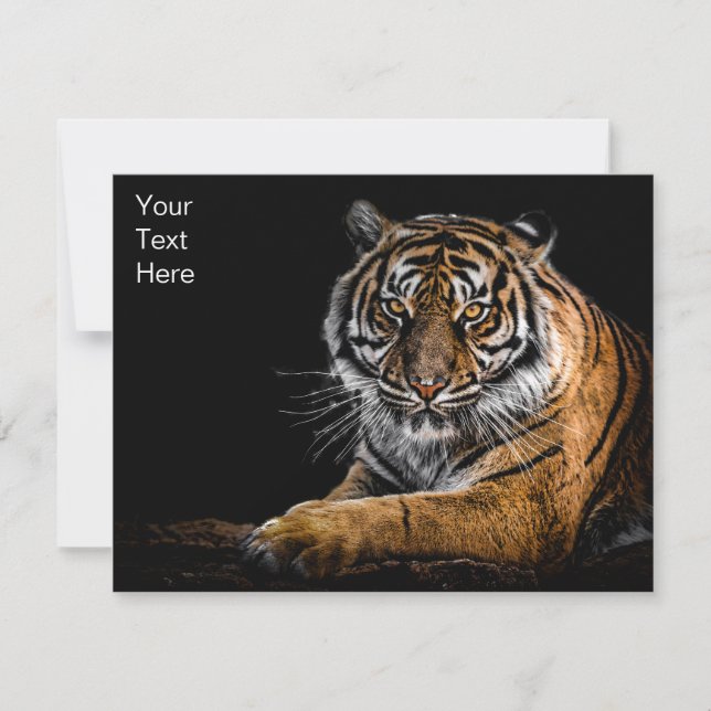 Wild Jungle Animal Tiger  (Front)