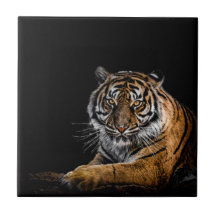 Wild Jungle Animal Tiger