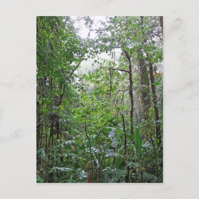 wild jungle postcard (Front)